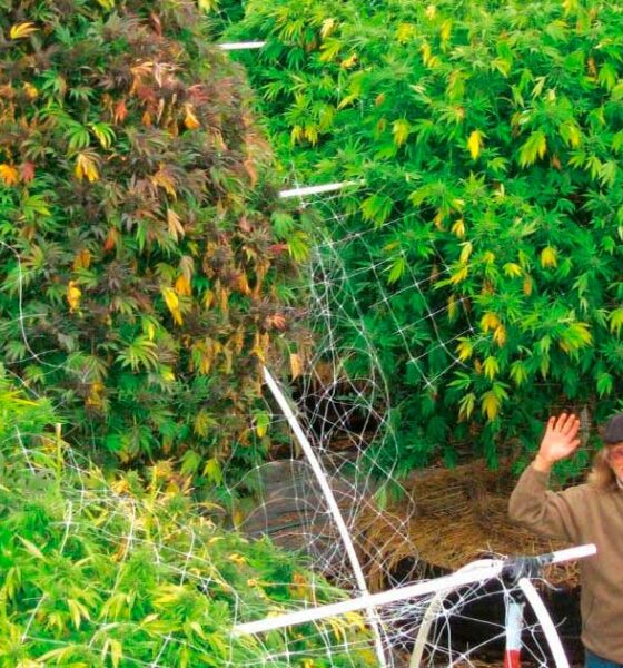 A fase vegetativa da canábis é desnecessária?