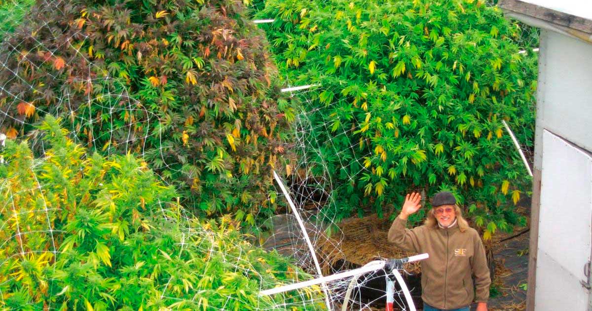 A fase vegetativa da canábis é desnecessária?