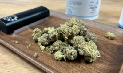 Programa de canábis medicinal fracassa na Irlanda