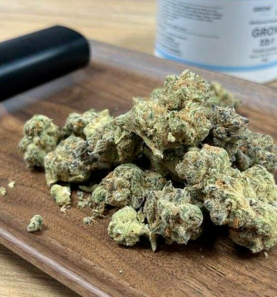 Programa de canábis medicinal fracassa na Irlanda