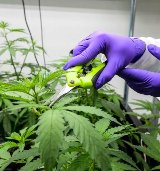 Cannabis medicinal legalizada em França