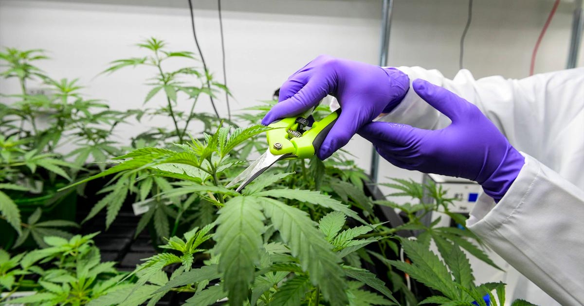 Cannabis medicinal legalizada em França