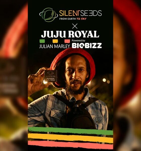 Variedades Silent Seeds e Julian Marley
