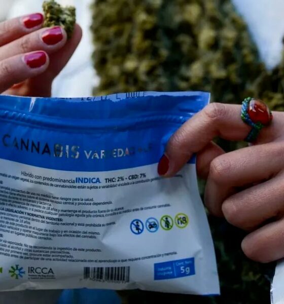 Mercado cinzento de canábis no Uruguai