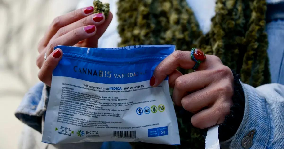 Mercado cinzento de canábis no Uruguai