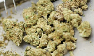 O Canadá continua a ser o principal fornecedor de canábis medicinal da Alemanha