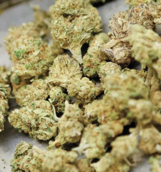 O Canadá continua a ser o principal fornecedor de canábis medicinal da Alemanha