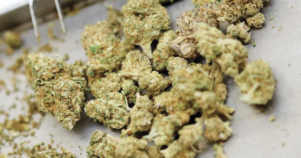 O Canadá continua a ser o principal fornecedor de canábis medicinal da Alemanha