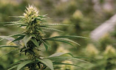 Colômbia relança legalização da canábis
