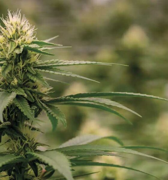 Colômbia relança legalização da canábis