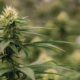 Colômbia relança legalização da canábis