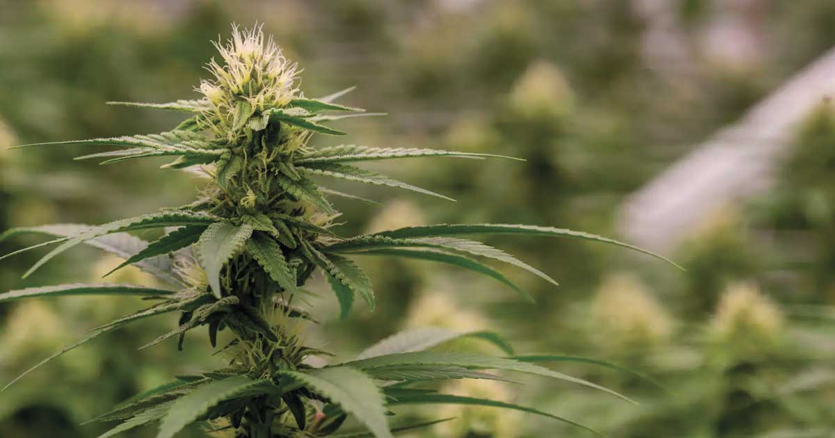Colômbia relança legalização da canábis