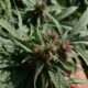 Organismo regulador da cannabis no Paquistão