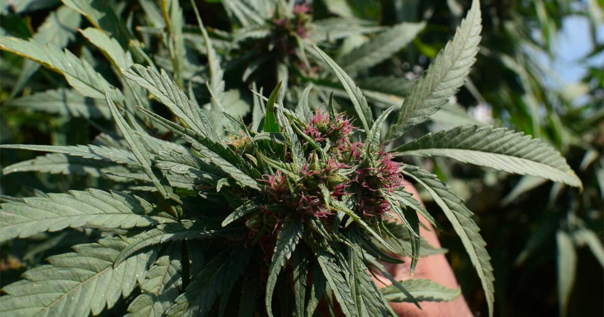 Organismo regulador da cannabis no Paquistão