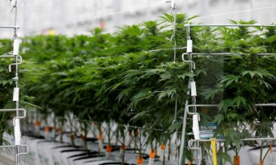 Sondagem sobre a canábis medicinal em França