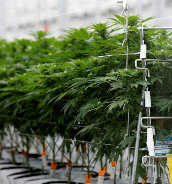Sondagem sobre a canábis medicinal em França
