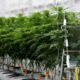 Sondagem sobre a canábis medicinal em França