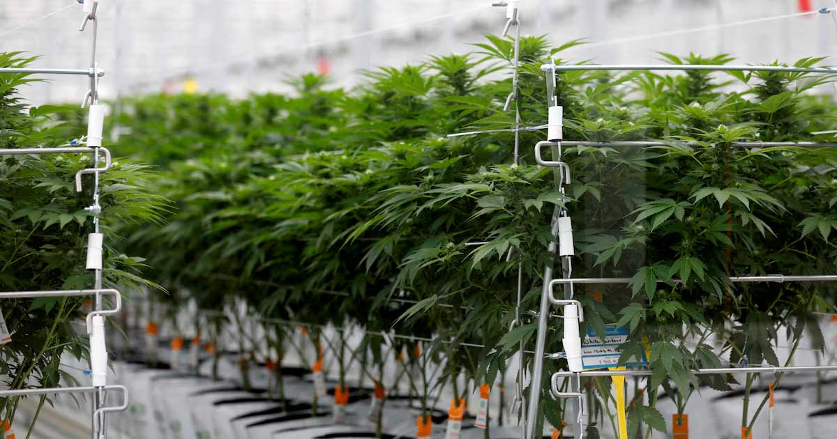 Sondagem sobre a canábis medicinal em França