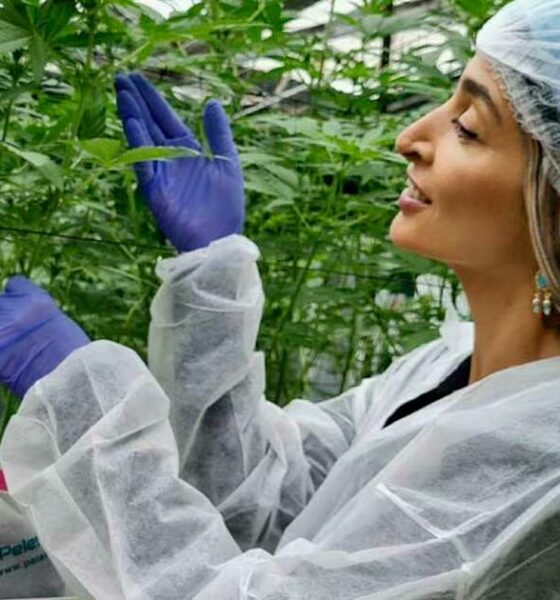 Turbo Cannabis em Israel