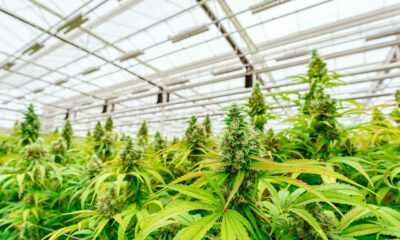 Debate sobre a legalização da canábis na Argentina