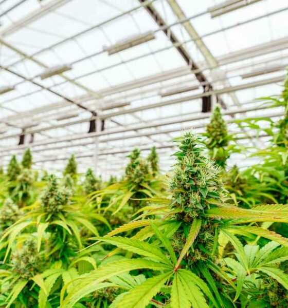 Debate sobre a legalização da canábis na Argentina