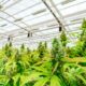 Debate sobre a legalização da canábis na Argentina