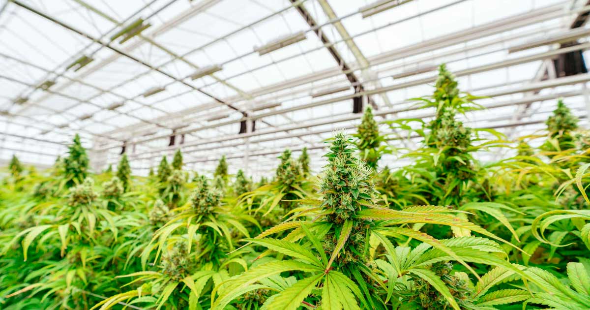 Debate sobre a legalização da canábis na Argentina