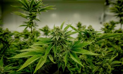 Cannabis e testosterona