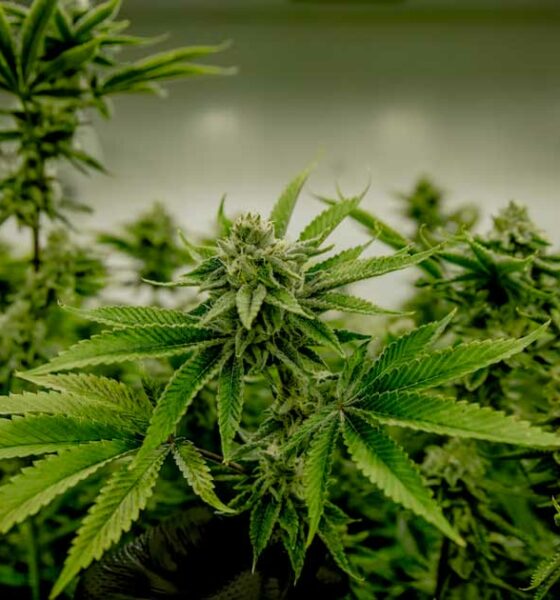 Cannabis e testosterona