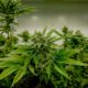 Cannabis e testosterona