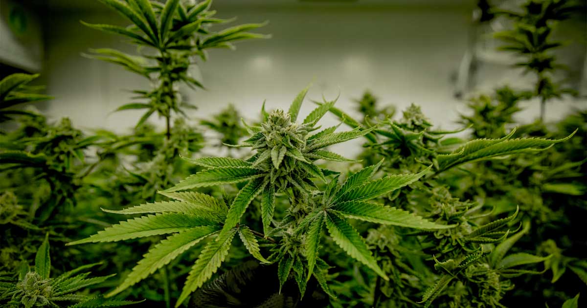 Cannabis e testosterona
