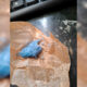 Haxixe azul no PINACA