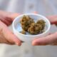 Importação de canábis medicinal para a Alemanha