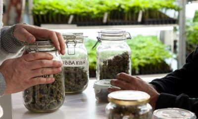 A canábis reduz as overdoses de opiáceos