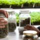 A canábis reduz as overdoses de opiáceos