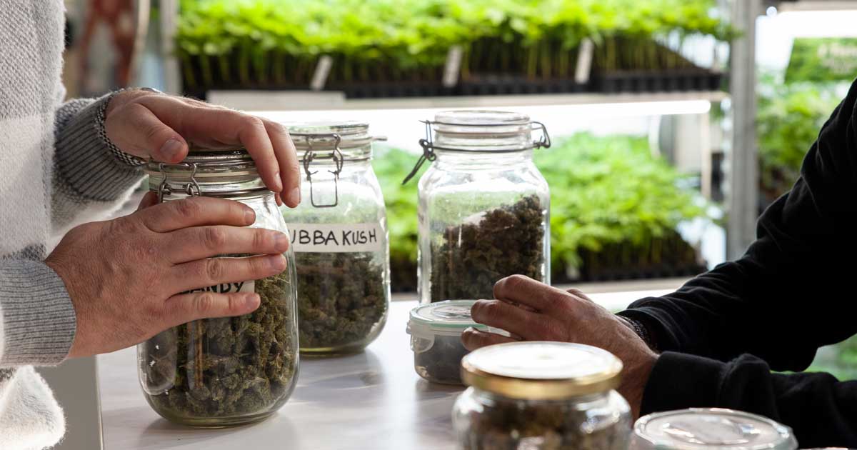 A canábis reduz as overdoses de opiáceos