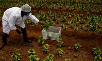 À espera da legalização da canábis na África do Sul