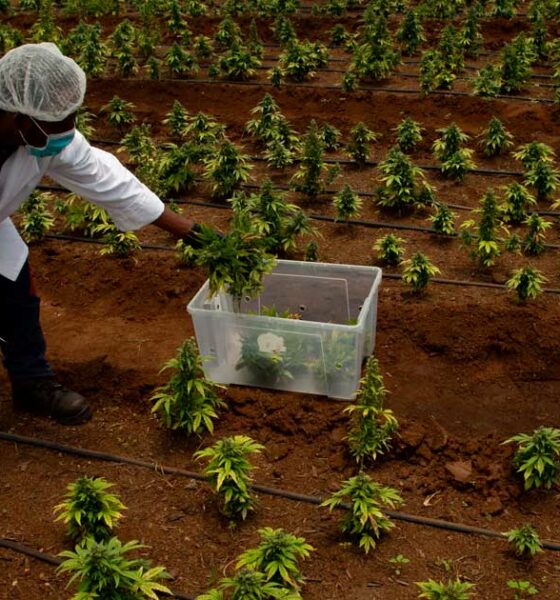 À espera da legalização da canábis na África do Sul