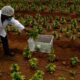 À espera da legalização da canábis na África do Sul