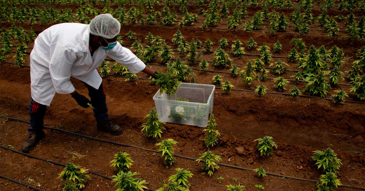 À espera da legalização da canábis na África do Sul
