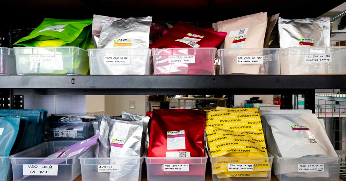 Tendências da cannabis medicinal na Alemanha