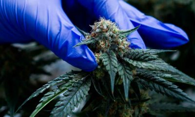 Canábis medicinal em Marrocos