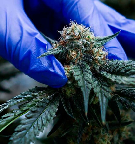 Canábis medicinal em Marrocos