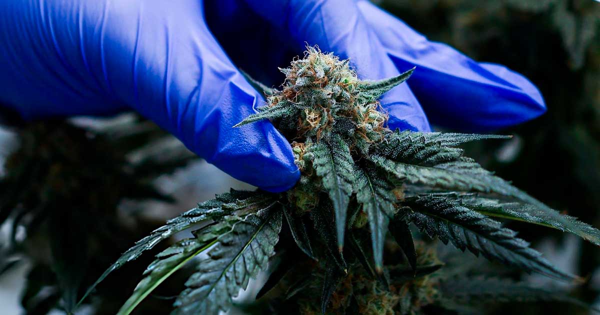 Canábis medicinal em Marrocos