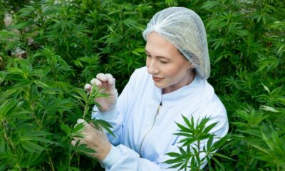 Cânhamo com 1% de THC no Brasil