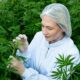 Cânhamo com 1% de THC no Brasil