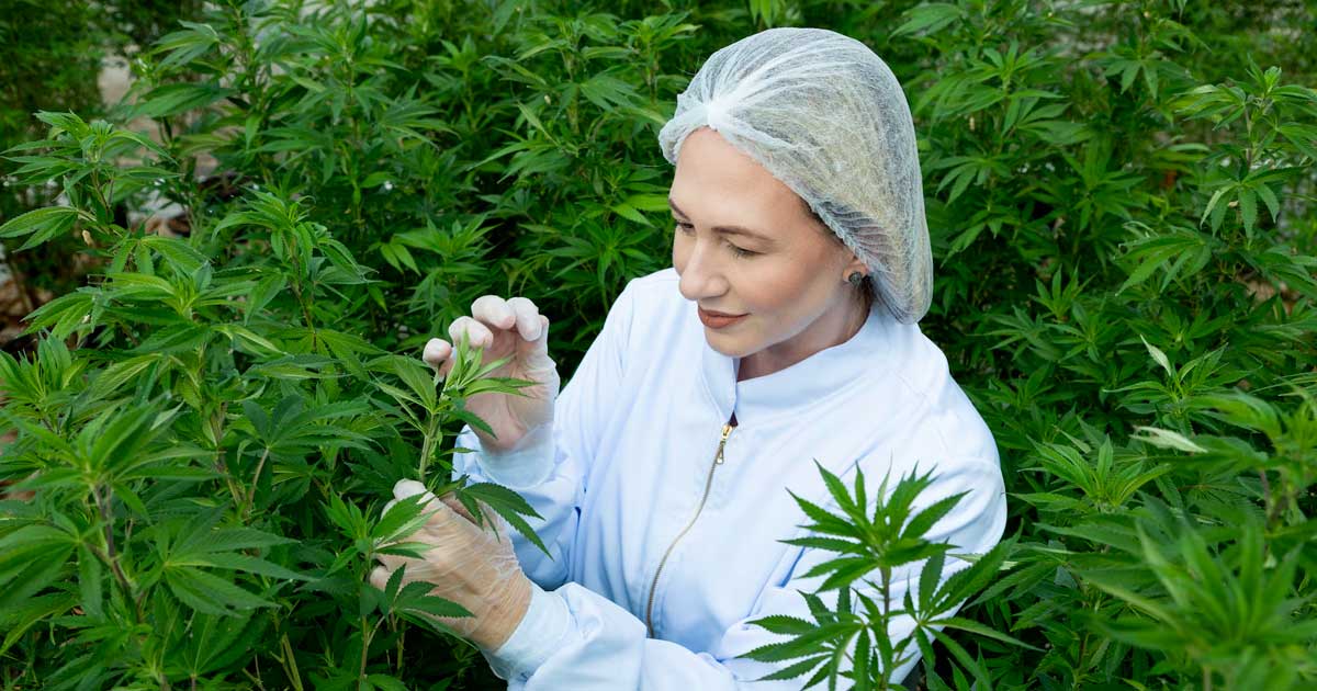 Cânhamo com 1% de THC no Brasil