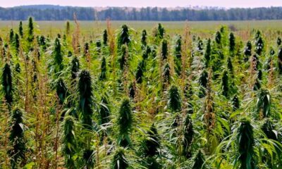 Limite de 1% de THC no cânhamo no Canadá