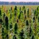 Limite de 1% de THC no cânhamo no Canadá