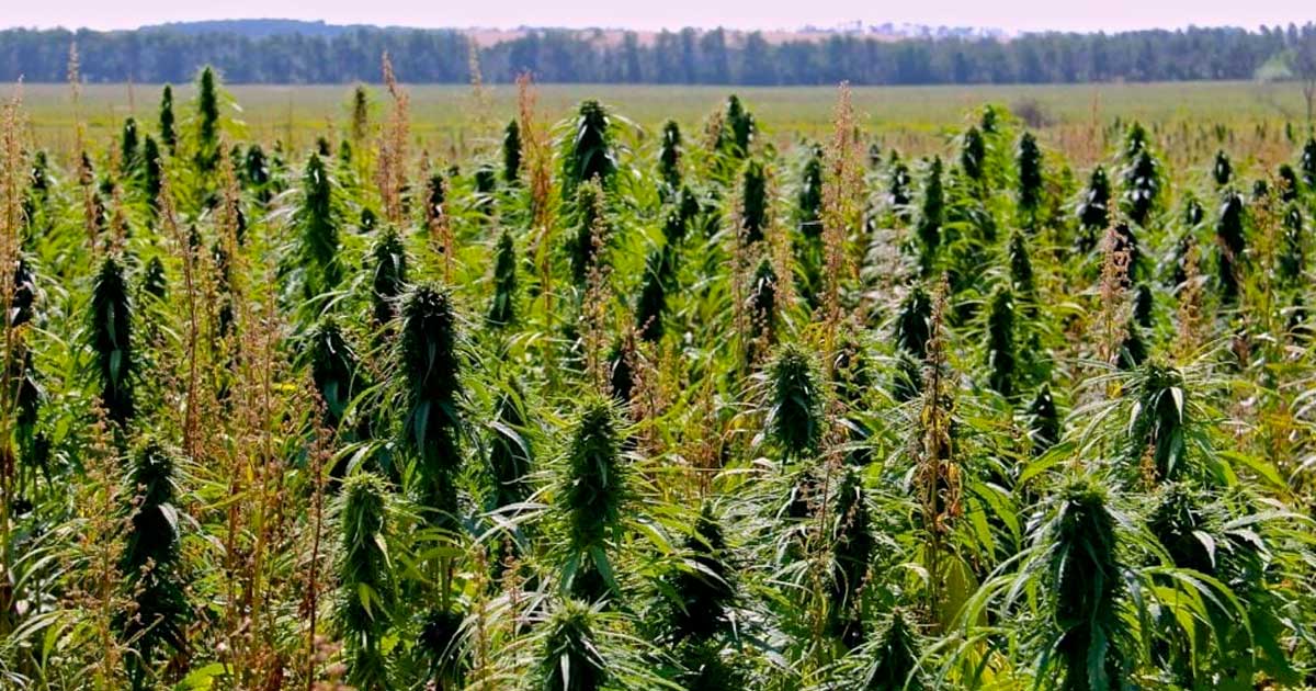 Limite de 1% de THC no cânhamo no Canadá